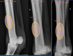 lateral view, DMPLO, DLPMO

bone production and stress fracture