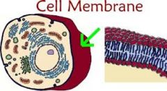 Cell membrane

Surrounds the cell 
