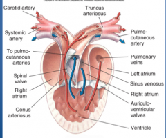 Carotid artery, systemic artery, To pulmocutaneous atery, Spiral valve, Right atrium, conus arteriosus, truncus arteriosus, pulmocutaneous artery, pulmonary veins, left atrium, sinus venosus, right atrium, auriculoventricular valves, ventricle.