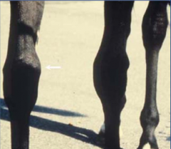 young horsese (4-12 mos)
also 2 yr old in training
(growing, high plane of nutrition, aseptic)

disruption of endochondral ossification
variable lameness

common locations:
radiographic findings: