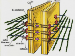 - anchoring junctions btw cells to guard against physical disruption of the barrier
-- E-cadherin binds cells
-- require Ca++
-junction forms a band that completely encircles that apical perimeter of the cell
- req'd by tissues needing a stron...