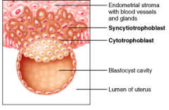 What releases human chorionic gonadotropin (hCG)?
A. blastocyst
B. inner cell mass
C. trophoblast
D. morula