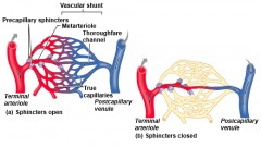 Collateral arteries feeding an arteriole


Metarterioles


Arteriovenous Anastomoses


Capillaries


Venules