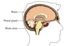

















The pineal gland is composed of glial cells nervous support cells and secretory pinealocytes