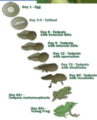 Day 1: egg. Day 3-4: Talibud. Day 6:Tadpole with external gills. Day 9: Tadpole with internal gills. Day 12: Tadpole with operculum. Day 70: Tadpole with forelimbs. Day 84: Tadpole metamorphosis. Day 84+ +: Young Frog.