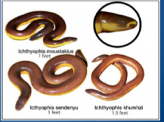 In class Amphibia. Also called Apoda. Consists of caecilians. Wormlike and limbless. Tend to be burrowers. (Ichthyophis moustakius, sendenyu, and khumhzi)