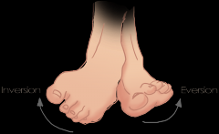 inversion of the foot