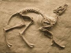 Hoe ontstaan fossielen?
