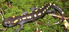 Class Amphibia. Also called Caudata. Refers to salamanders.Elongate with distinct head, trunk and tail. 4 limbs (mostly) set at right angles to trunk. Walk similar to early tetrapods with trunk flexion and limb movements.