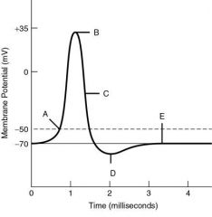 At which point is the membrane brought to threshold voltage by a depolarizing stimulus?