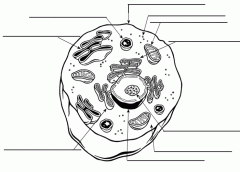 parts of the cell