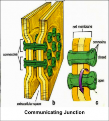 aka communicating junctions
- grp of transmembrane pores
-- connexins form communicating channels
-- undergo reversible conformational changes that open/close their pore
--- "close" = Ca
- mediate the diffusion of small signaling molecules bt...