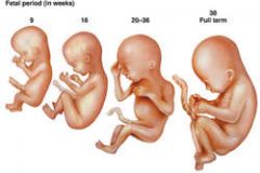 U9 Dev Psych   



The developing human organism from 9 weeks after conception to birth.