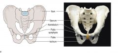 Pelvic girdle=force transmission/generation/stability
 
Illium=elephant ears
Pubis=anterior inferior portion
Ischium=posterior inferior portion
 
Pubic symphysis=where the three bones come together (fibrocartilage)
 
Sacrum=triangular bone (poster...