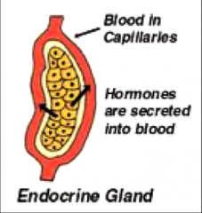 secrete into surrounding blood vessels