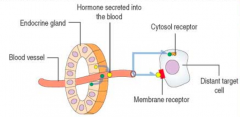- Polypeptide (eg, thyrotrophic hormone) or steroid hormones (eg, estrogen)
- Secreted into blood vessels which are then carried to a target cell, which may be located at a considerable distance from the secreting cell