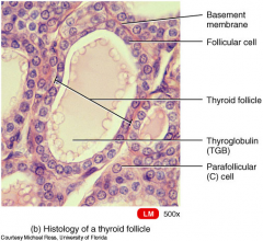 Each hollow follicle is surrounded by simple cuboidal epithelial cells called the follicle cells. In the connective tissue between the follicles are  parafollicular cells producing another hormone called calcitonin