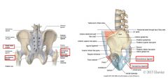 Sacrotuberous ligament=from ischial tuberosity to sacrum
 
Sacrospinous ligament=from ischial spine to sacrum
 
Function of ligaments-resist rotation of sacrum relative to pelvis
 
Greater sciatic foramen=exit points for nerves and vessels