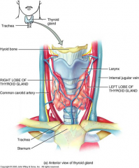 2 Hormones secreted by the thyroid gland