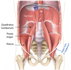 Origin = Lumbar vertebrae transverse processes

Insertion = Lesser Trochanter of Femur

Passes the inguinal canal inferomedially