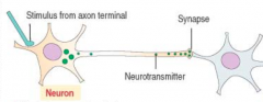 In response to a neural signal, neurons secrete neurotransmitters from the axon terminals to activate adjacent neurons