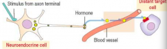 - In response to a neural signal, neuroendocrine cells secrete a hormone into the blood to travel to a target organ
- Eg, norepinephrine acting on hepatocytes or adipocytes