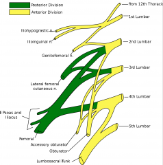 A. Genitofemoral neuralgia

Nerves of lumbar plexus (T12-L4): iliohypogastric, ilioinguinal, genitofemoral, LFCN, psoas, iliacus, femoral, obturator.
 Complications of lumbar plexus block: Bleeding, intravascular injection, intrathecal or epidur...