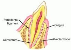 what are the 4 functions of the periodontal ligament
