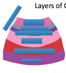 Label the layers of the gastrointestinal tract