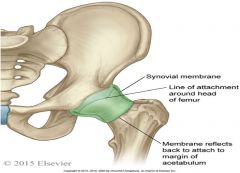 Hip Joint-synovial, ball (femoral head) & socket (acetabulum) joint


 


Fibrous capsule surrounding synovial membrane


 


Function: Flexion, extension, abduction, adduction, lateral rotation, medial rotation, circumduction (multiplanar)