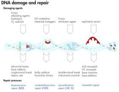 What are some of the types of DNA damage and repair mechanisms?


 


 