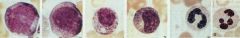 Proliferation: Myeloblast> Promyelocyte > Myelocyte
Maturation: Metamyelocyte>Band>Seg (mature poly)

Process takes ~10 days
In blood for ~10 hrs, can enter tissue, die in about 1 day