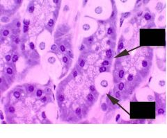 What are the cell types seen here? What section of the stomach are we in?

What is the function of each cell?