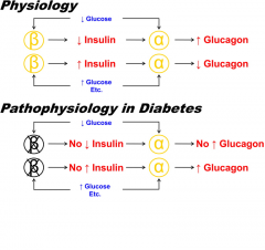 Normally a decrease in plasma glucose causes a decrease in β-cell insulin secretion that signals an increase in α-cell glucagon secretion during hypoglycemia. An increase in plasma glucose, among other nutrients, causes an increase in β-cell insulin secre