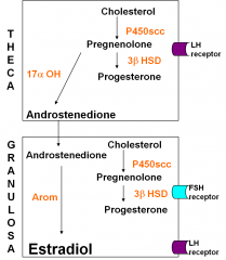 Granulosa cell is dependent on the theca cell for androgen b/c it doesn’t have 17 alpha OH. Theca don’t have aromatase so they cant produce estrogen, theca only produce androgens. Both cell types are needed.

Granulosa develop LH receptors and can pump 