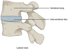 Think inter-vertebral disks.