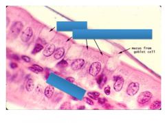 Label simple columnar epithelium with goblet cells