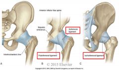  


 


 


 


 


Capsular ligaments-surround fibrous capsule


 


Iliofemoral ligament=from ileum to femur, reinforces atnerior superior joint, prevents hyper extension of hip


 


Pubofemoral ligament=pubis to femur, reinforces anteri...