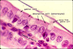 Absorptive cell=simple columnar epithelium