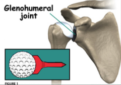 Synovial Joint. Ball in Socket Type