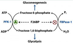  F2,6P is formed by phosphofructokinase 2 (PFK2). PFK2 is activated by insulin and inhibited by glucagon (↑ [cAMP])