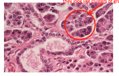 What slide is this and what is circled?