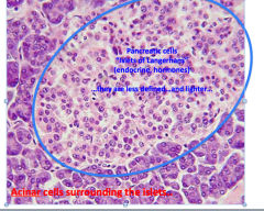 Pancreas
Pancreatic islets