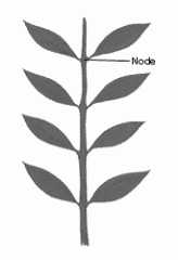 A pair of leaves is attached at a node.