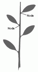A single leaf is attached at a node.