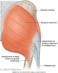Gluteus maximus: 


 


Attachments: posterior ilium/sacrum, sacrotuberous ligament and iliotibial tract and gluteal tuberosity (lateral aspect of linea aspera)


 


Function: thigh extension and lateral rotation


 


Innervation: inferior g...