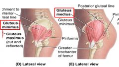 Gluteus Medius & Minimus


 


Attachments: external surface of ilium to greater trochanter


 


Function: Hip abduction and medial rotation


 


Innervation: superior gluteal nerve