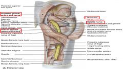 Piriformis-deep gluteal muscle


 


Attachments: anterior sacrum to greater trochanter (through sciatic foramen)


 


Function: hip lateral rotation and abduction


 


Innervation/supply: superior and inferior gluteal arteries and nerves an...