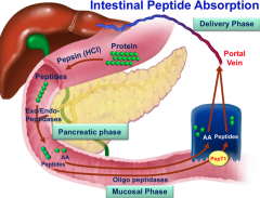 Describe intestinal peptide absorption.