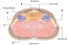 The middle layer (visceral layer) of the deep cervical fascia